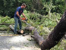 Best Hedge Trimming  in Clton, IN