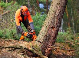 Best Stump Grinding and Removal  in Clton, IN