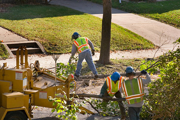 Best Emergency Tree Removal  in Clton, IN