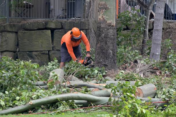 Best Firewood Processing and Delivery  in Clton, IN